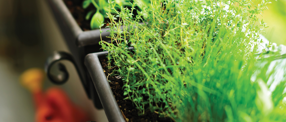 Searles Growing herbs in pots